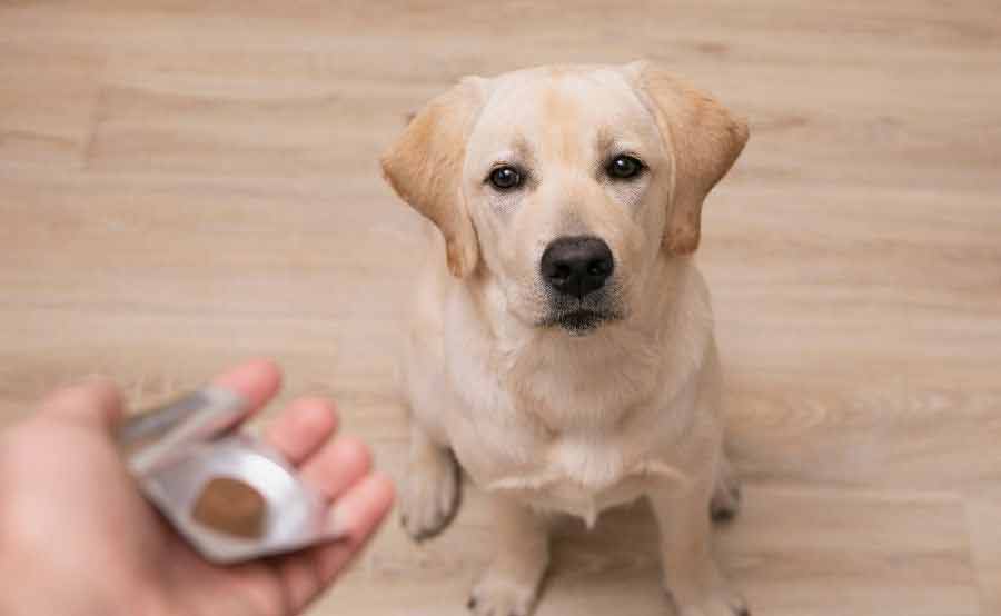 Dog taking parasite medication