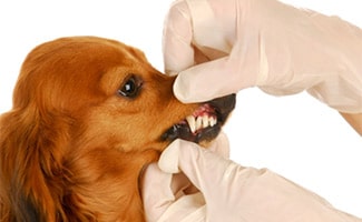 Dog getting teeth examined