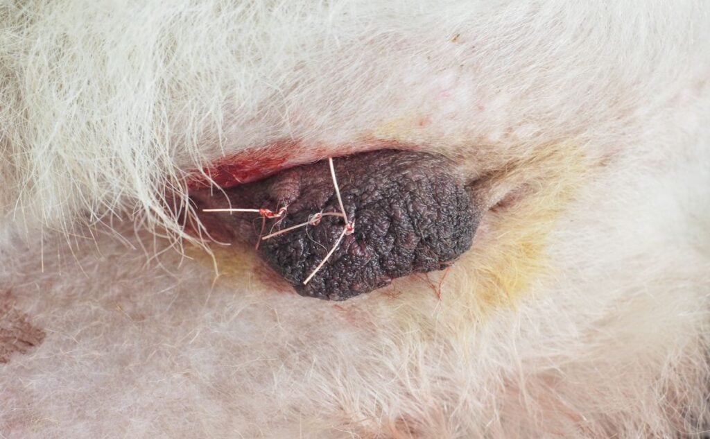 Dog testicle with stitches.