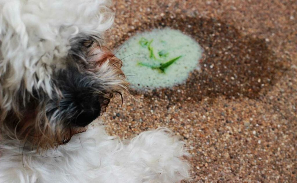 Dog throwing up green bile with grass on sidewalk.