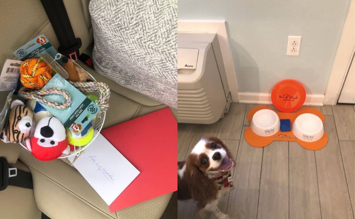 dog toys on car seta and dog bowls with a dog in a hotel room