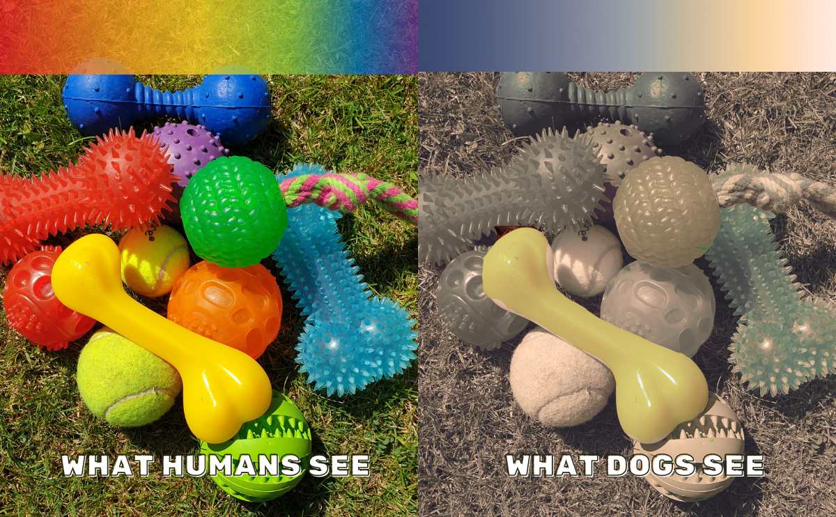 Are dogs colour blind? How dogs see colour - BC SPCA