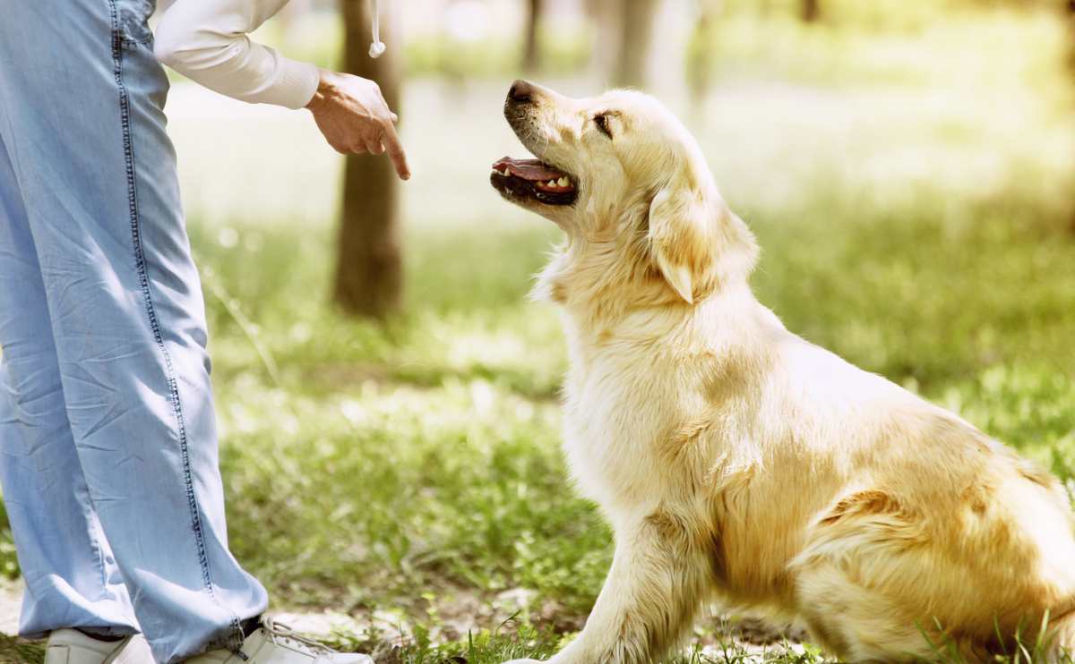 Dog trainer pointing finger at golden retriever puppy sitting outside.