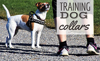 Dog with trainer (Caption: Dog Training Collars)