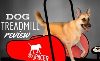 Dog on treadmill (Caption: Dog Treadmill Review)