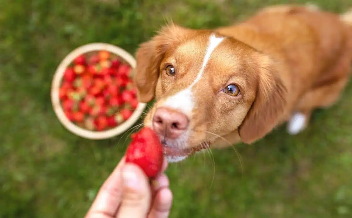 dog trying to eat a bowl of strawberries looking up at the camera and person holding one