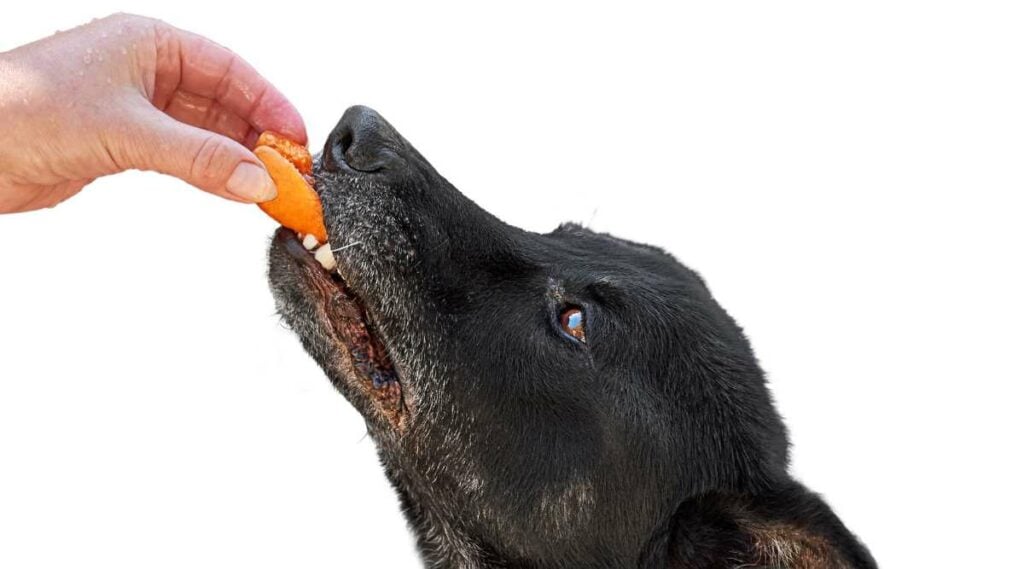 Beautiful view of Can Dogs Eat Apricots