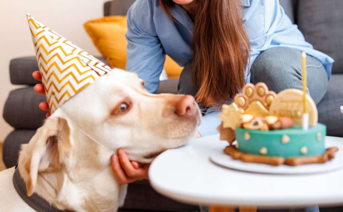 Dog trying to eat birthday cake with party hat on.