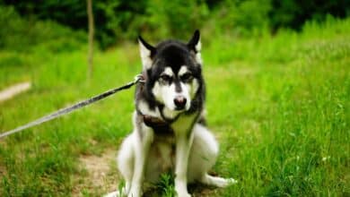 Dog trying to poop in a grassy field.