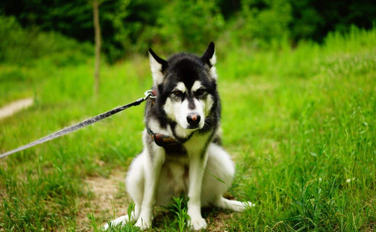Dog trying to poop in a grassy field.
