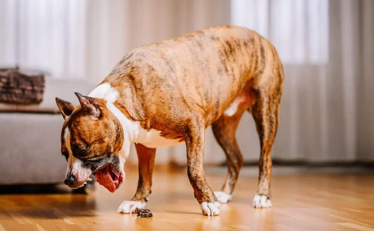 dog trying to throw up on a wood floor