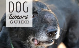 Black dog with tumor on face (Caption: Dog Tumors Guide)