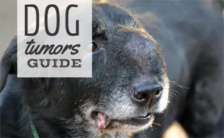 Black dog with tumor on face (Caption: Dog Tumors Guide)