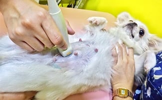 Small white dog getting an ultrasound at the vet