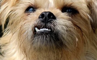 Small Dog with Underbite