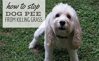 Dog squatting to pee in dead grass (caption: How To Stop Dog Pee From Killing Grass)
