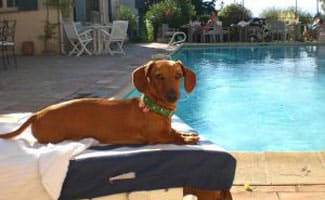 Dog Vacation Dog in front of pool