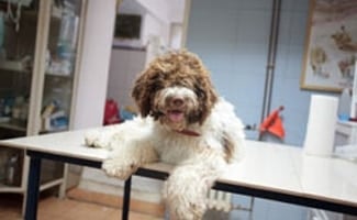 Fluffy dog at the vet on table