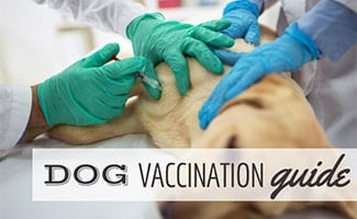 Dog being given shot by vet (caption: Dog Vaccination Guide)