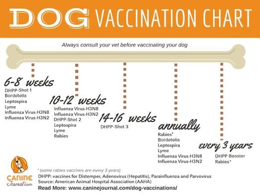 Time Table For Dog Vaccinations