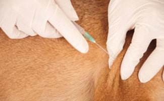 Dog Vaccination