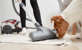 Dog sniffing vacuum on rug