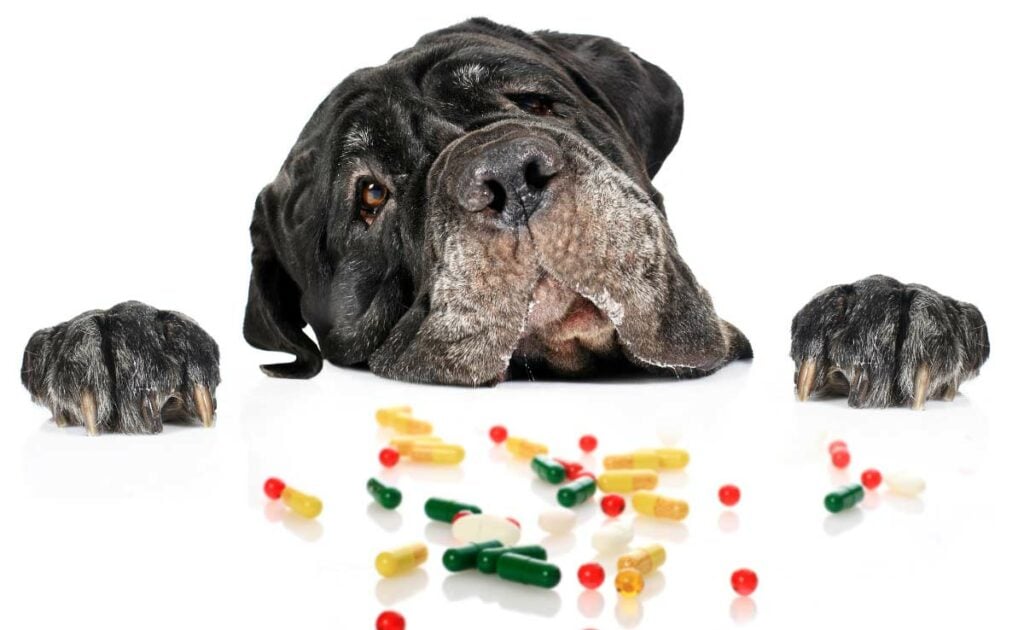 Black dog trying to eat pills off a table.