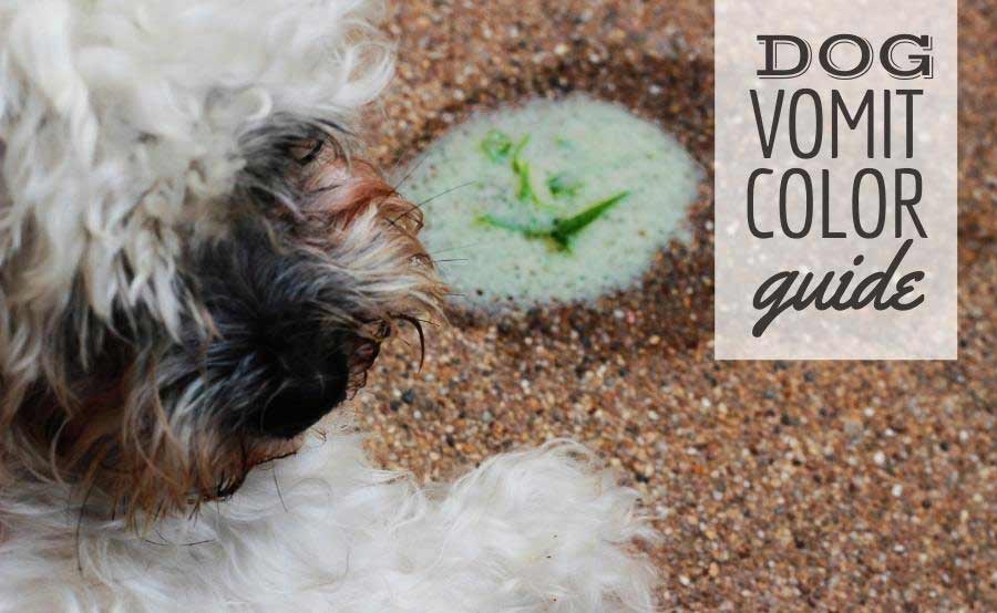 Dog throwing up green vomit (Caption: Dog Vomit Color Guide)