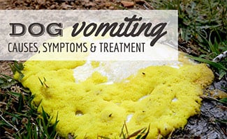 Dog yellow vomit in grass (caption: Dog Vomiting Causes, Symptoms & Treatment)