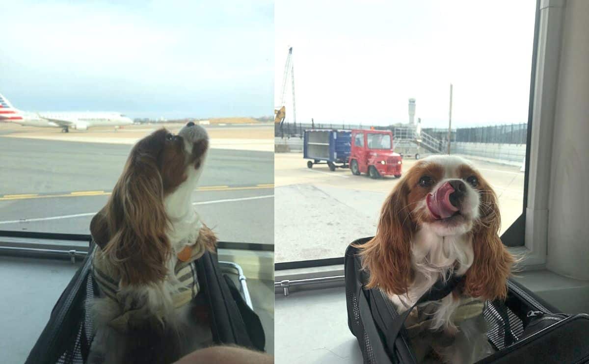 dog waiting to board aircraft