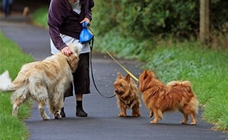 Woman walking 3 dogs