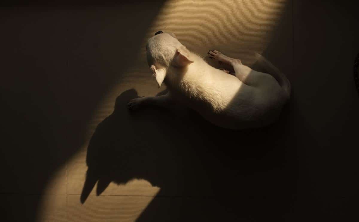 A small dog walking in the dark with shadow