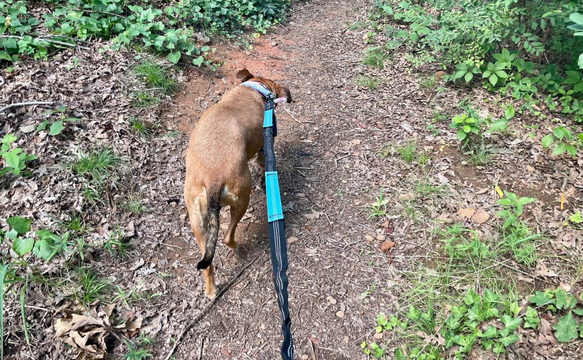 dog walking on a trail with taotronics handsfree dog leash