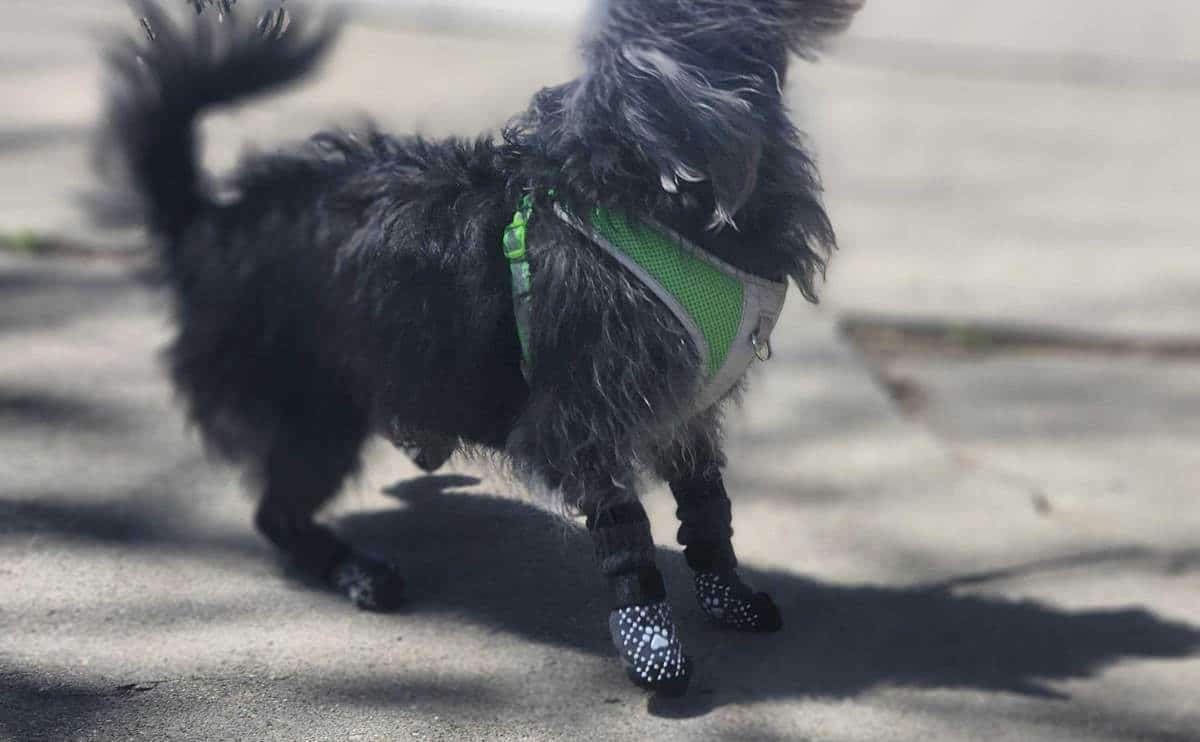 Dog walking outside wearing QUMY dog boots.