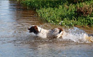 Dog walking through water