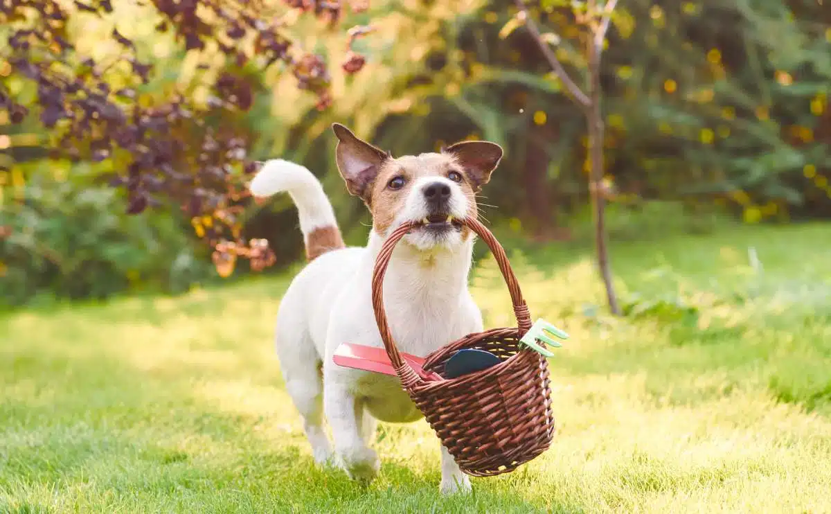 dog walking through yard carrying a basket with garden tools in mouth