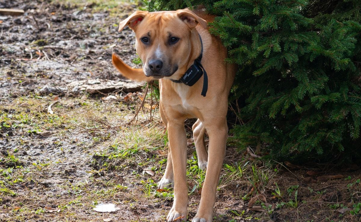 dog walking with a wireless fence collar on roaming free