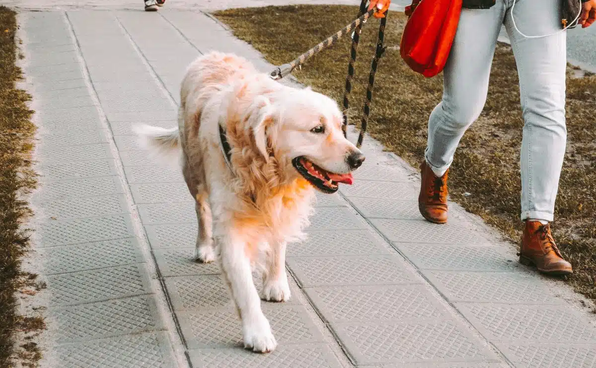 dog walking yellow lab on a leash