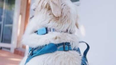 Dog wearing a Queva smart collar.