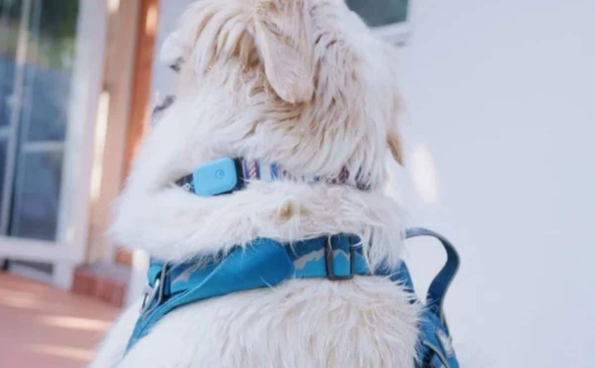 Dog wearing a Queva smart collar.