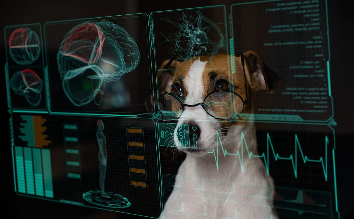 Dog wearing glasses looking at brain science graphics.