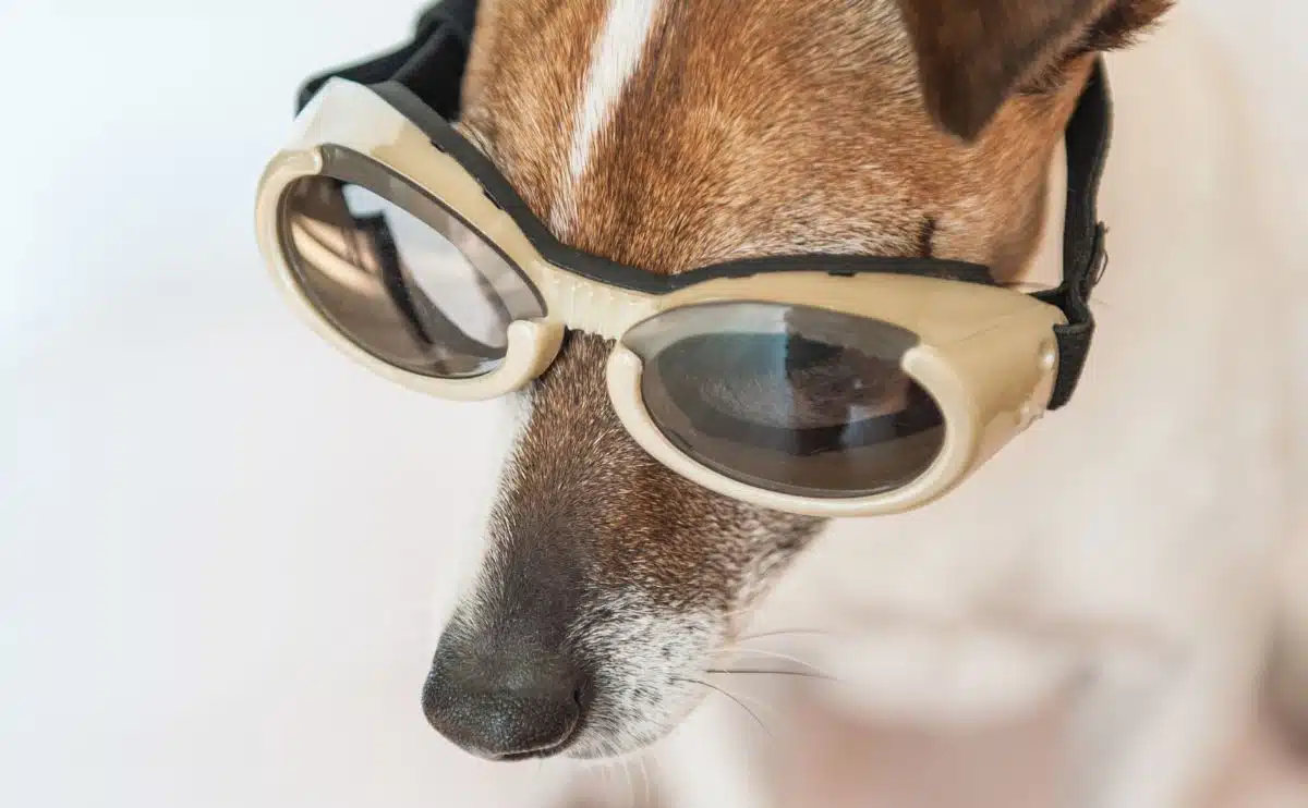 can dogs wear goggles