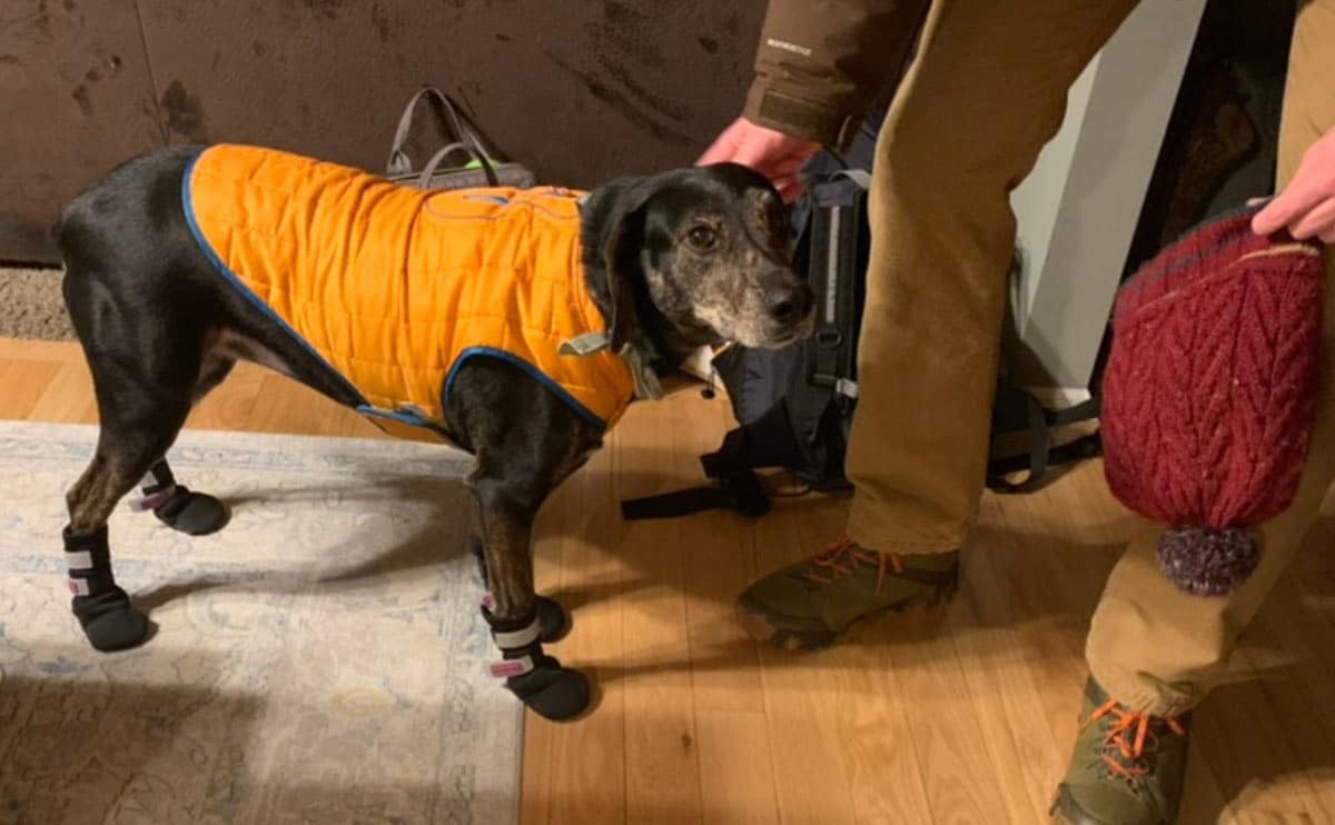 Sally dog wearing kurgo dog jacket and dog booties.