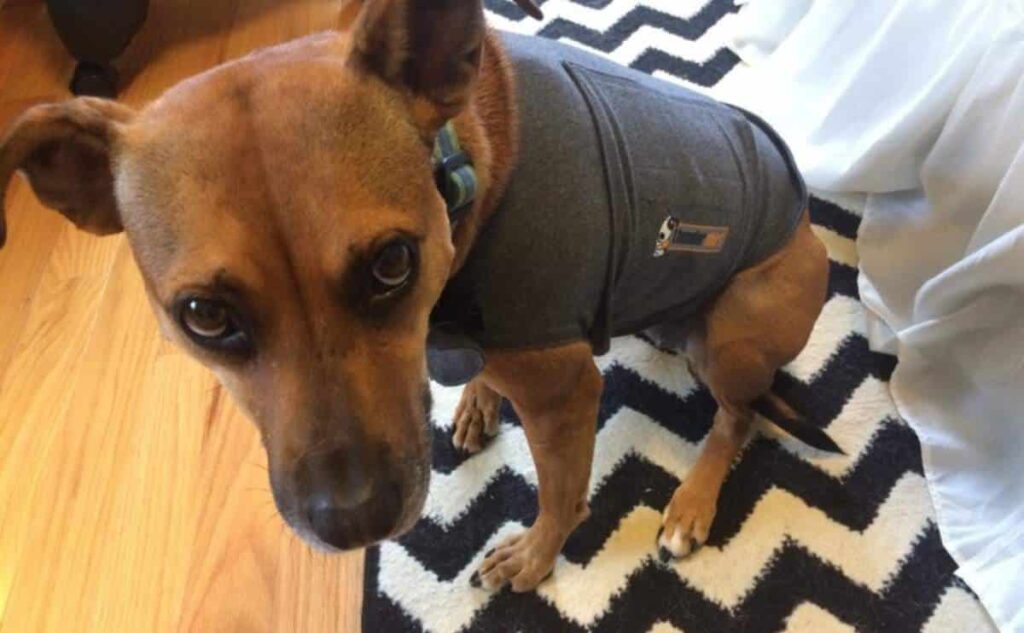 Dog wearing ThunderShirt looking up at camera scared.