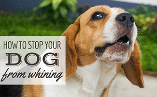 Top 17 why do dogs whine so much 2 How To Stop Your Dog From Whining & Reasons They Do It