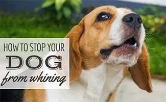Beagle whining outdoors (Caption: How to stop your dog from whining)
