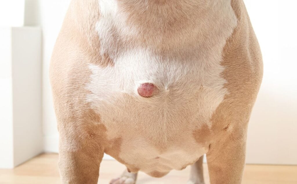 Dog with a bump on his chest.