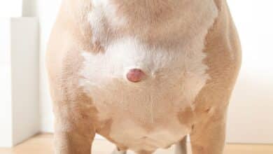 Dog with a bump on his chest.