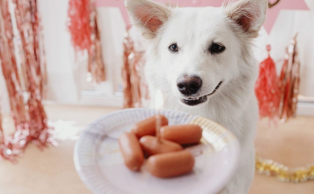 Dog with a plate of mini hot dogs.