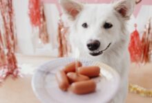 Dog with a plate of mini hot dogs.